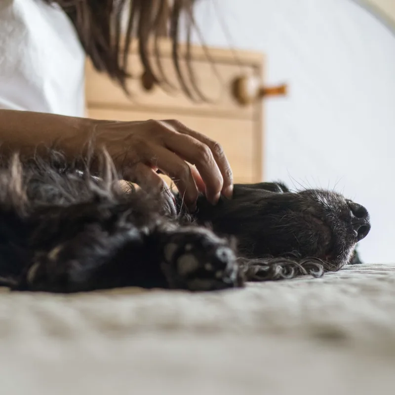 A veterinarian gently checking a dog during a home visit