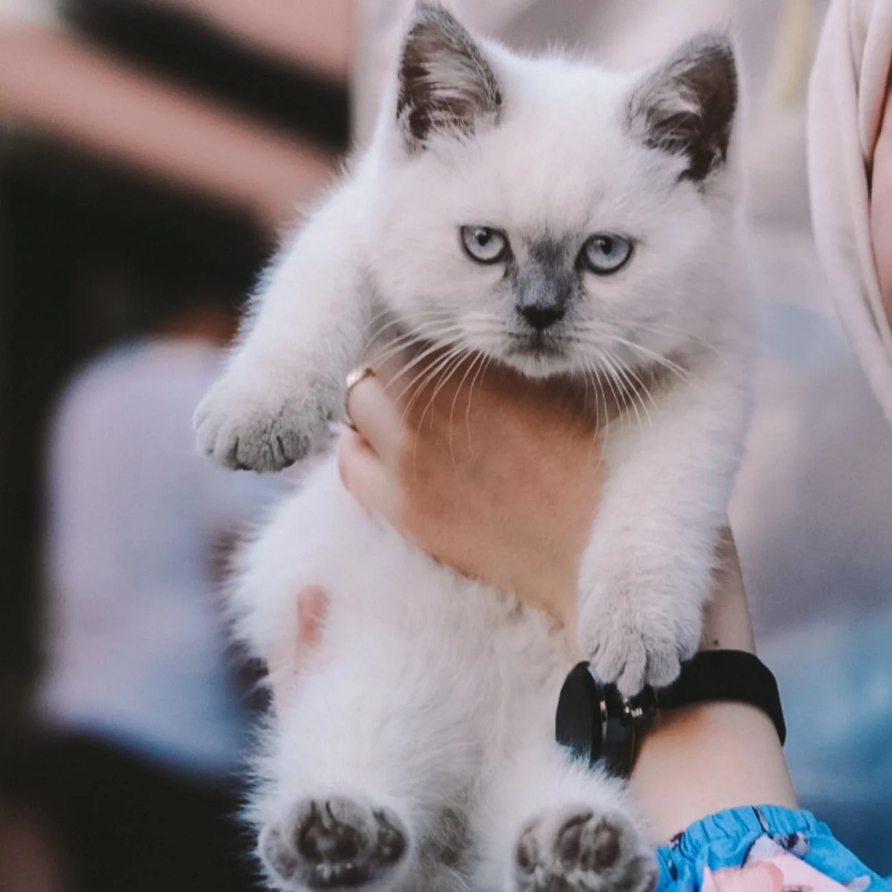 A person gently holding a calm grey-point kitten
