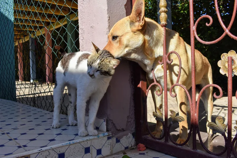 A dog and cat relaxing together during boarding
